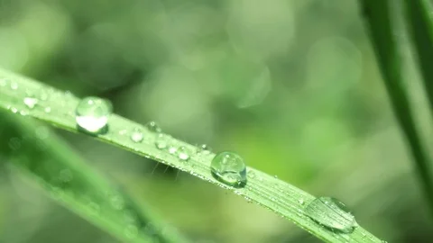 Bright drops on the green lush grass on a Sunny day Stock Footage 90006515