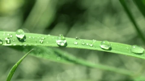Bright drops on the green lush grass on a Sunny day Stock Footage 90006516