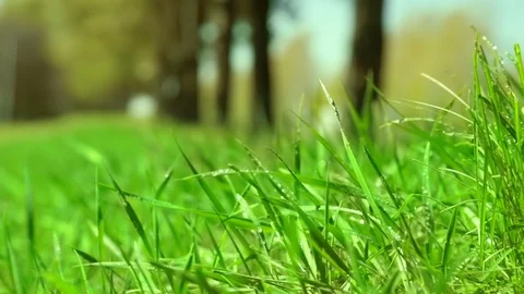 Bright drops on a green lush grass on a sunny day against the background of tree Stock Footage 90006517