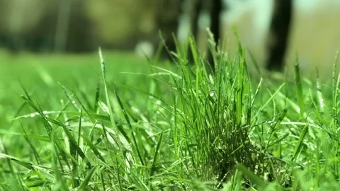 Bright drops on a green lush grass on a sunny day against the background of tree Vídeos de archivo 90006519