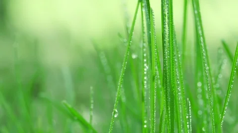Bright drops on the green lush grass on a Sunny day Video stock 90006526