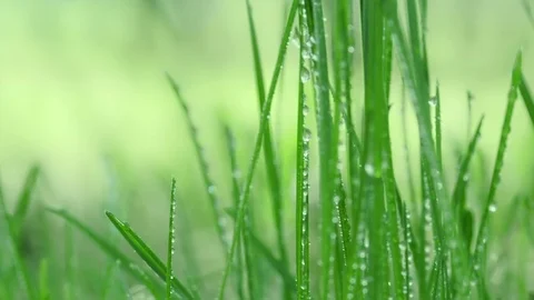 Bright drops on the green lush grass on a Sunny day Stock Footage 90006528