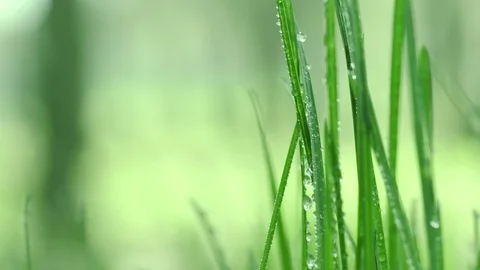 Bright drops on the green lush grass on a Sunny day Stock Footage 90006537