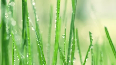 Bright drops on the green lush grass on a Sunny day Stock Footage 90006540