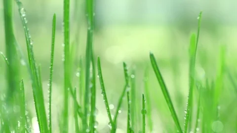Bright drops on the green lush grass on a Sunny day Vídeos de archivo 90006542