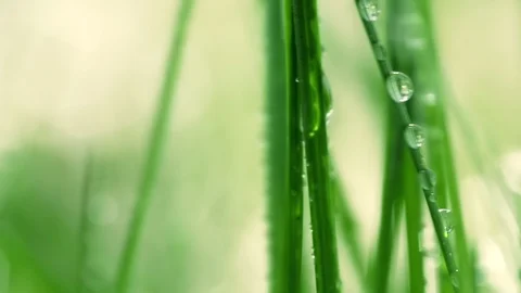 Bright drops on the green lush grass on a Sunny day Vídeos de archivo 90006544