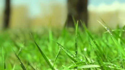 Bright drops on a green lush grass on a sunny day against the background of tree Stock Footage 90006546