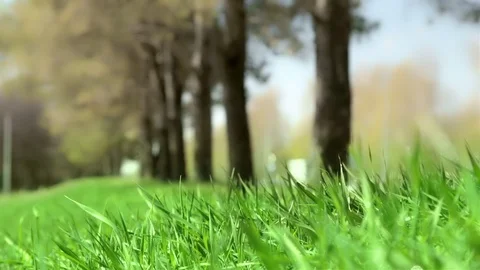 Bright drops on a green lush grass on a sunny day against the background of tree Stock Footage 90006551