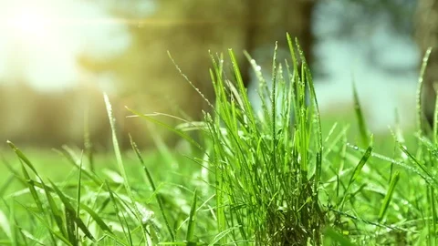 Bright drops on a green lush grass on a sunny day against the background of tree Stock Footage 90059134
