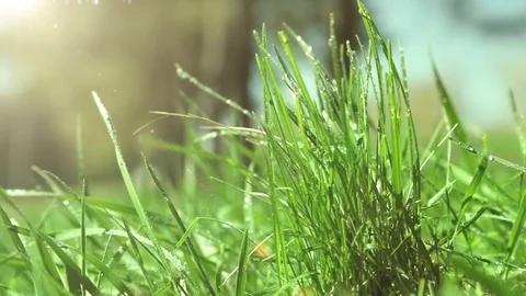 Bright drops on a green lush grass on a sunny day against the background of tree Stock Footage 90091834