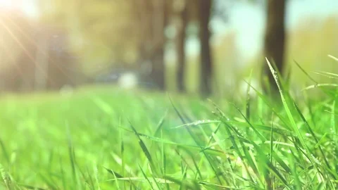 Bright drops on a green lush grass on a sunny day against the background of tree Stock Footage 90091838