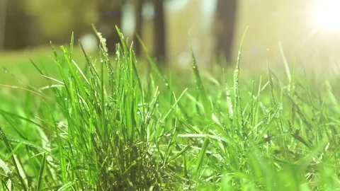 Bright drops on a green lush grass on a sunny day against the background of tree Stock Footage 90091842