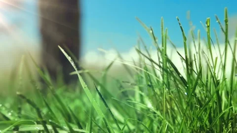 Bright drops on a green lush grass on a sunny day against the background of tree Stock Footage 90091843