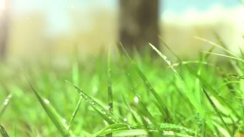 Bright drops on a green lush grass on a sunny day against the background of tree Stock Footage 90091850