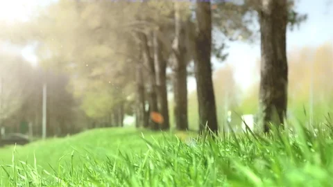 Bright drops on a green lush grass on a sunny day against the background of tree Vídeos de archivo 90091851
