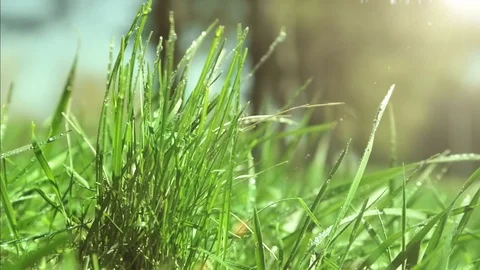 Bright drops on a green lush grass on a sunny day against the background of tree Stock Footage 90091856