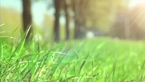 Bright drops on a green lush grass on a sunny day against the background of tree Stock Footage 90091858