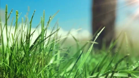 Bright drops on a green lush grass on a sunny day against the background of tree Stock Footage 90091869