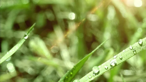 Bright drops on the green lush grass on a Sunny day Stock Footage 90091875