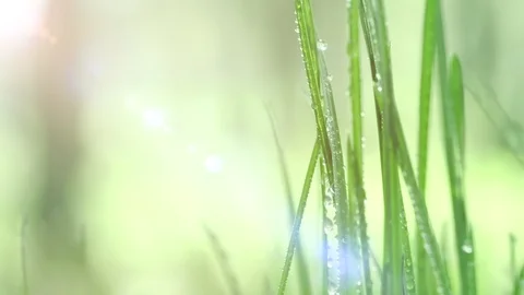 Bright drops on the green lush grass on a Sunny day Stock Footage 90091883