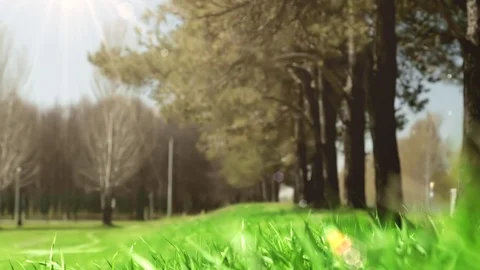 Bright drops on a green lush grass on a sunny day against the background of tree Stock Footage 90091889