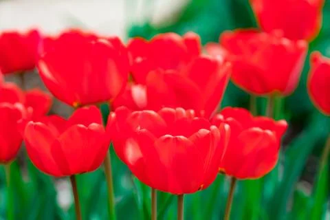 Bright early spring first tulips of red-orange color with large buds in the Foto stock