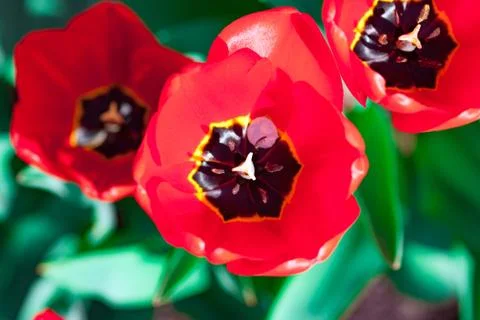 Bright early spring first tulips of red-orange color with large buds in the Stock Photos