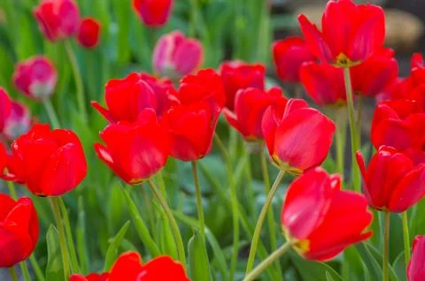 Bright early spring first tulips of red-orange color with large buds in the g Stock Photos