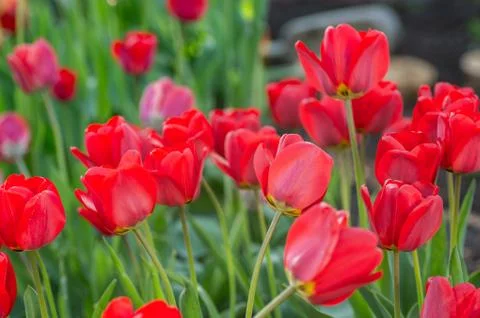 Bright early spring first tulips of red-orange color with large buds in the g Stock Photos