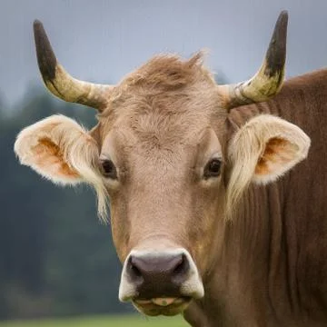 Bright ears Foto stock