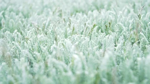The bright emerald green grass of a young yarrow sways in the wind. Pure Stock Footage 277419644