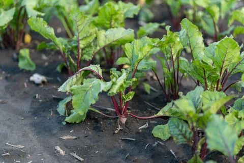 Bright emergence of beetroot seedlings bathed in morning light amidst rich .. Stock Photos