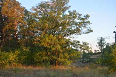 Bright evening nature of pine forest with orange rays of sun, at sunset. Foto stock