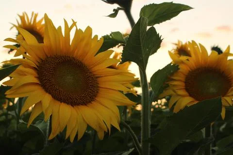 Bright Evening 스톡 사진