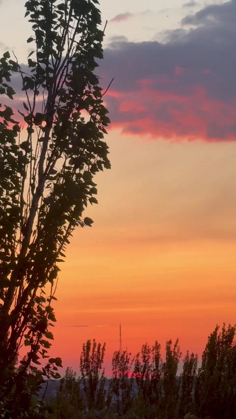 Bright evening sky through tree branches Stock Footage 309537006