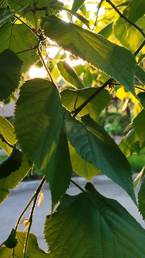 Bright evening sun shines through young fresh leaves on a tree branch Stock Footage 201715377