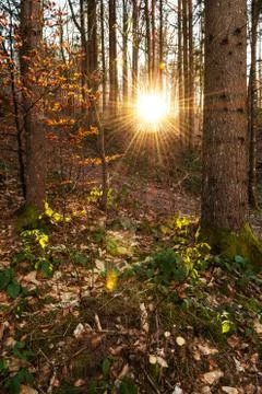 Bright evening sun shining through the spruce trees in the coniferous forest Foto stock