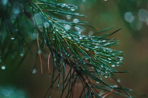 A bright evergreen pine tree green needles branches Stock Photos