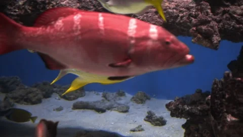 Bright exotic fish with unique shapes and patterns swim among the corals Stock Footage 310398383