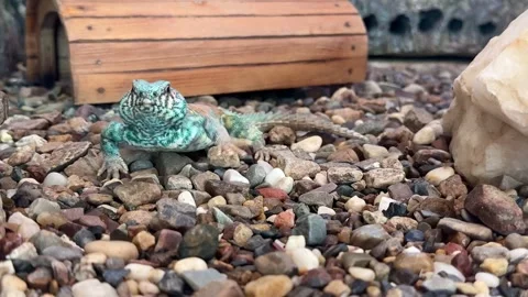 A bright, exotic lizard Stock Footage 346784491