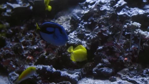 Bright exotic tropical fish with unique shapes and patterns swimming Stock Footage 309946642