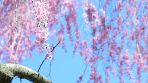 Bright exposure blooming chery blosom Stock Footage 272832002