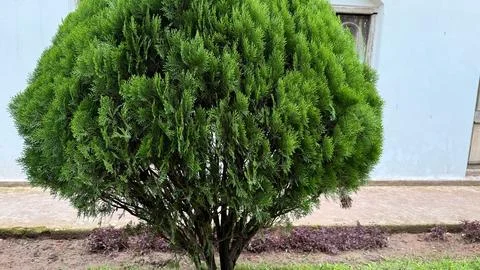 Bright, eye-level shot featuring a verdant conifer shrub, neatly rounded, aga Foto stock