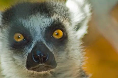 Bright-eyed RingTailed Lemur looks out through the fence Stock Photos
