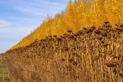Bright fall colors frame the withered sunflowers under a clear sky Stock Photos