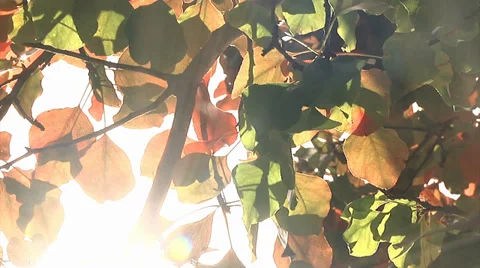 Bright Fall Colors with Sun Stock Footage 32904918