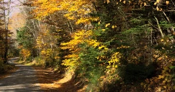 On a bright fall day a shadow eerily engulfs a road, New Hampshire Stock Footage 85607426