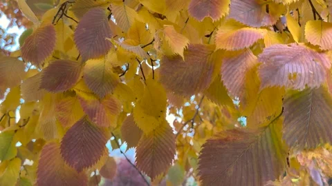Bright fall elm leaves are swaying in the wind. Stock Footage 320117087