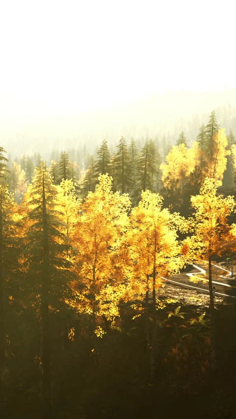 Bright fall foliage covers trees in a forest during sunset time Stock Footage 340895426