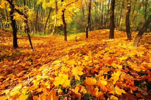 Bright fall landscape 스톡 사진